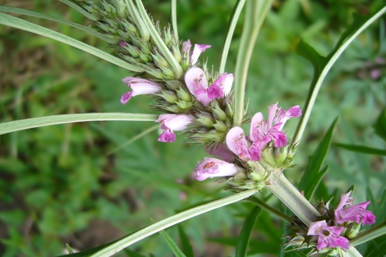 benefícios de medicinais da agripalma