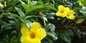 alamanda