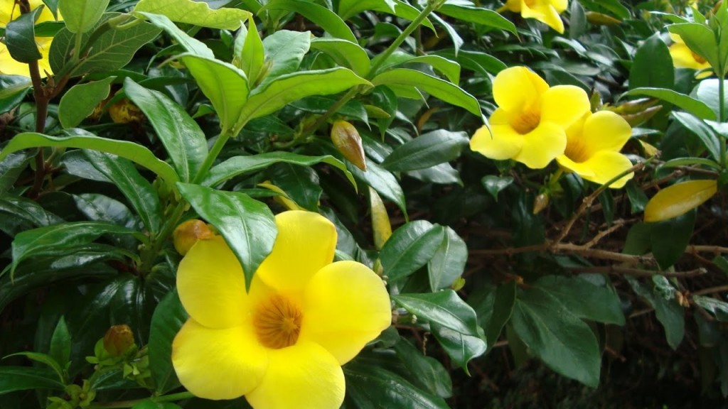 alamanda