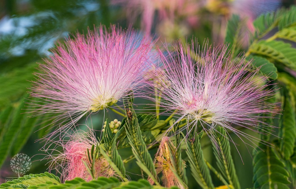 albizia