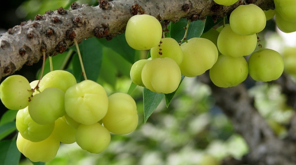 Amla reduz colesterol: veja 10 benefícios dessa fruta