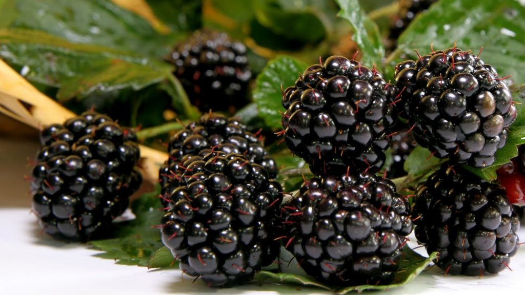 Amora Preta: Para que serve, valor nutricional e benefícios | Cura Natural