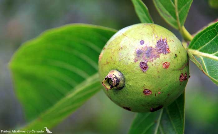 Apuruí controla o colesterol: veja 15 benefícios da fruta