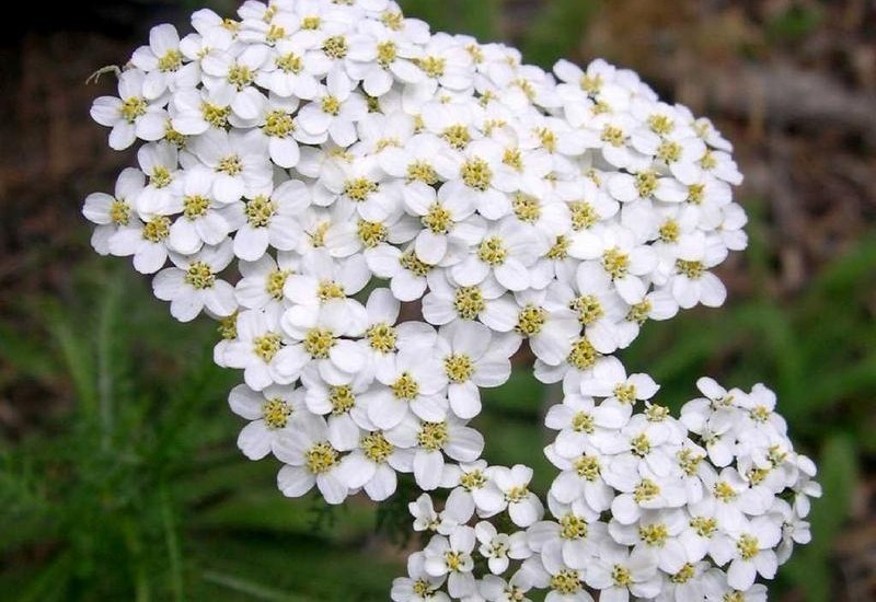 aquilea