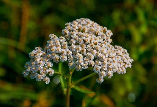 Aquilea combate artrose: veja os benefícios da planta