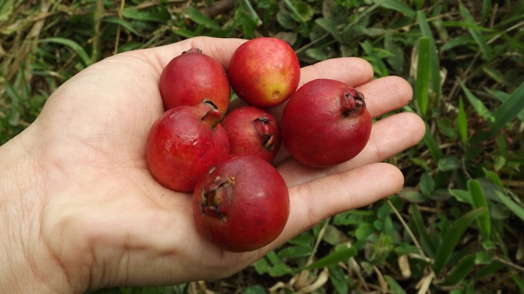 Araçá melhora visão: veja 13 benefícios dessa fruta