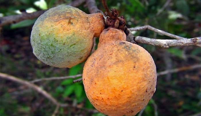 bacupari do cerrado