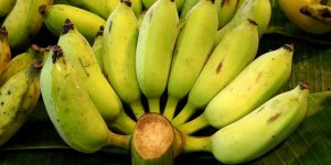 beneficios da banana balbisiana