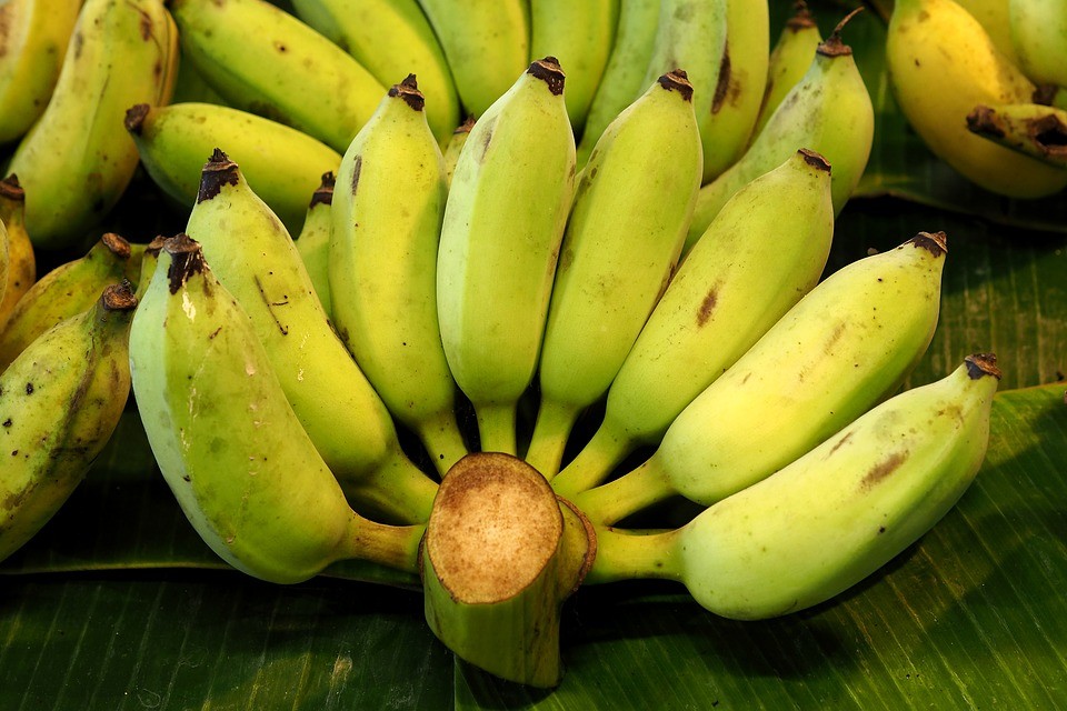 Banana balbisiana previne tensão e constrição: veja 5 benefícios da fruta