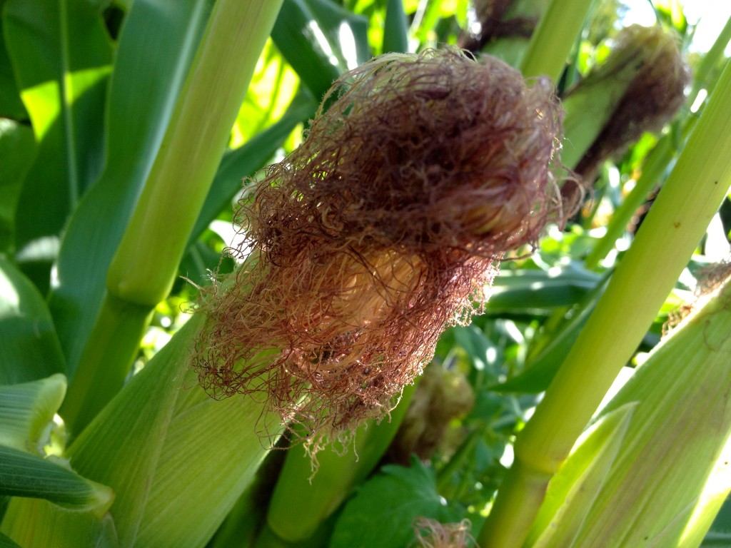 Cabelo de milho Ajuda no combate à aterosclerose: veja os benefícios da planta