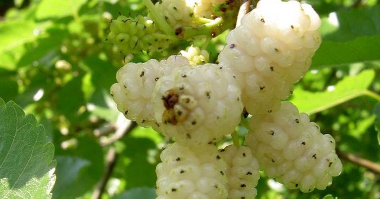 Amora Branca previne a gripe: veja 13 benefícios da fruta