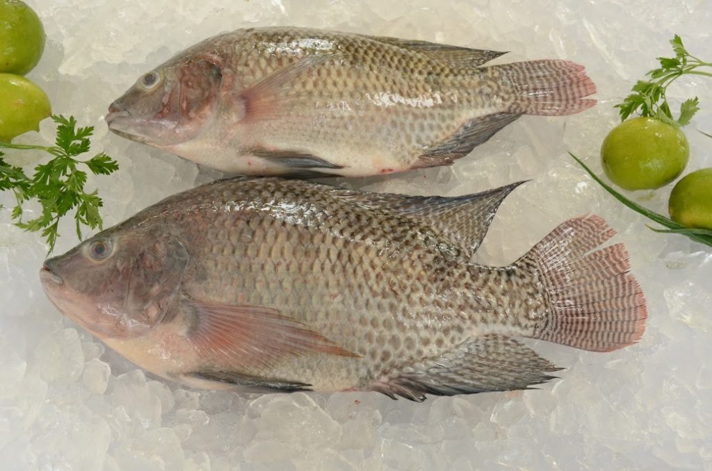 Os 10 Principais Benefícios da Tilápia Para Saúde! Cura Natural