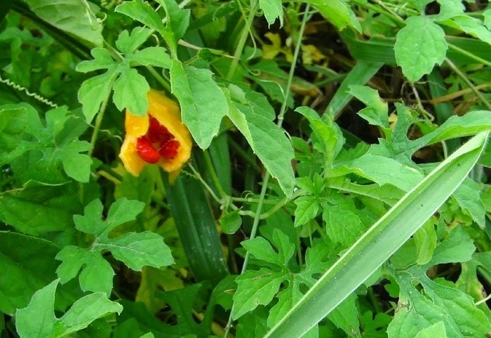 beneficios das folhas de melao amargo