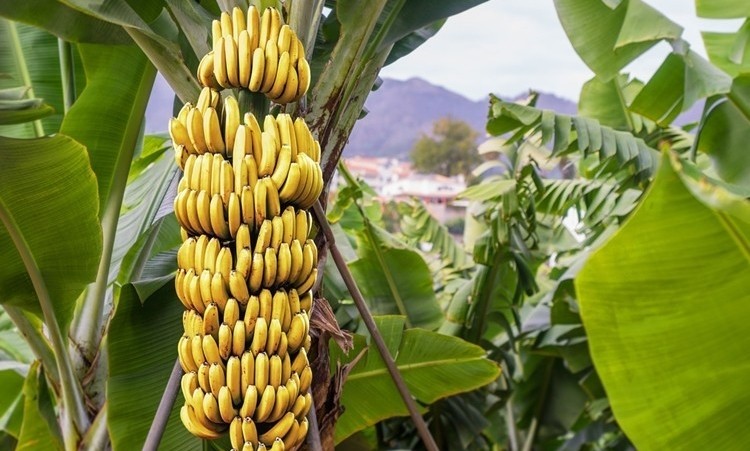 Banana previne rugas: veja 25 benefícios da fruta