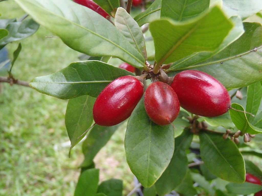 Miracle auxilia na perda de peso: veja 7 benefícios fruta