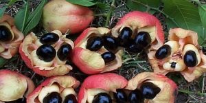 beneficios da ackee