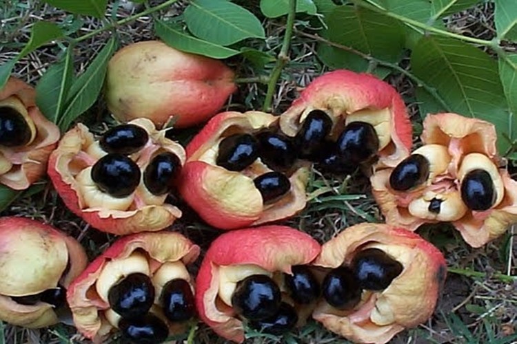 beneficios da ackee