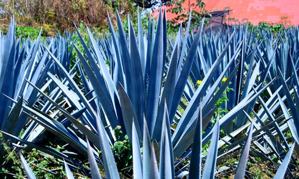 Agave azul faz bem para digestão: veja 15 benefícios da planta