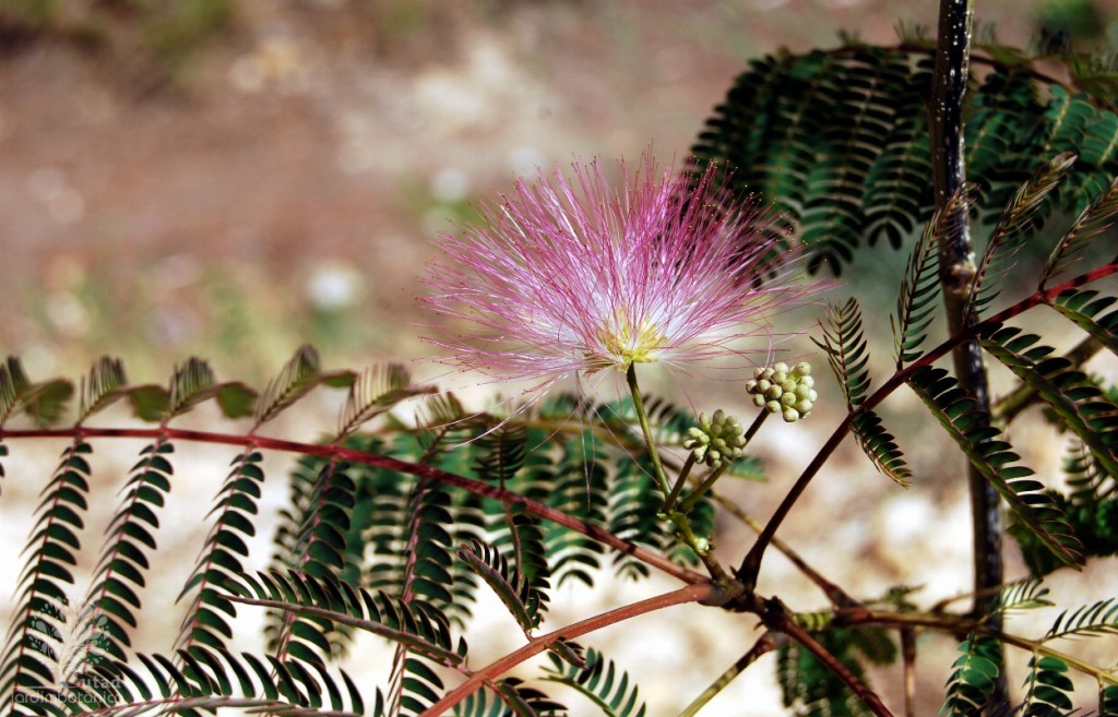 Albizia Ajuda do Sono: veja os benefícios da planta