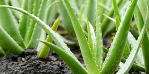 beneficios da aloe vera