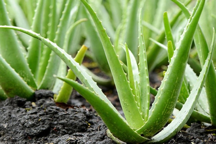 beneficios da aloe vera