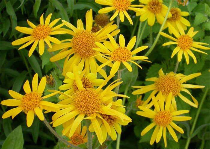 Arnica é bom para dor muscular: veja 14 benefícios da planta