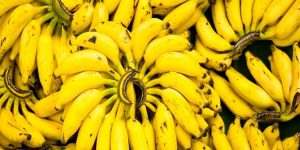 beneficios da banana