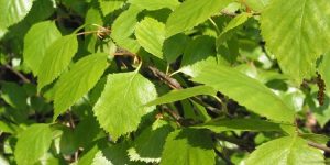 beneficios da betula