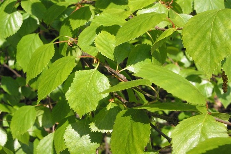 beneficios da betula