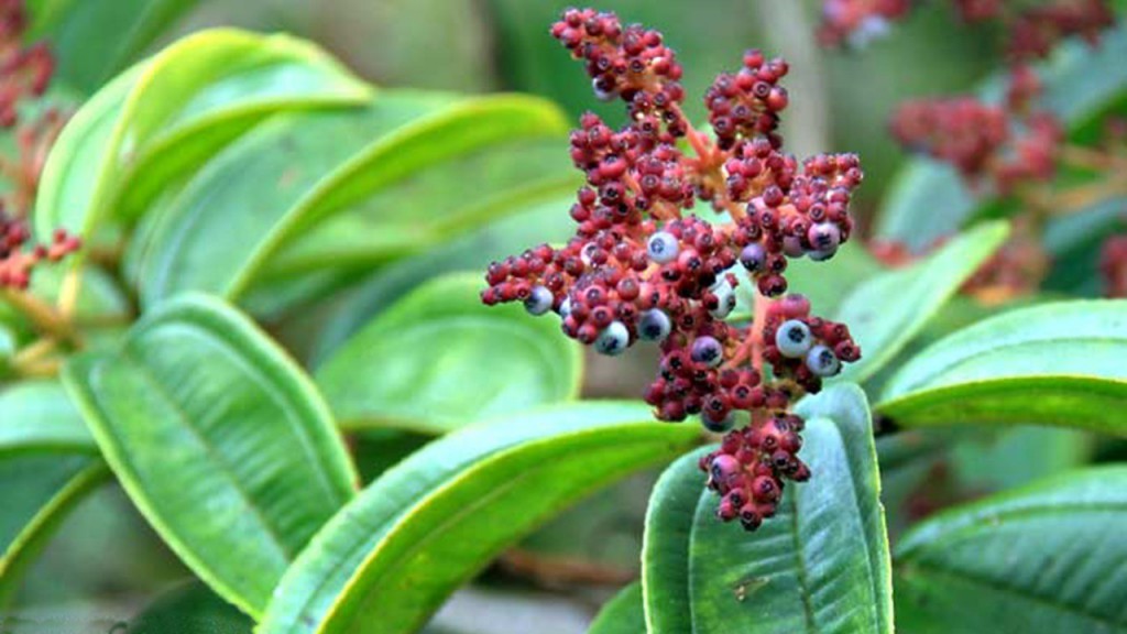 beneficios da canela de velho