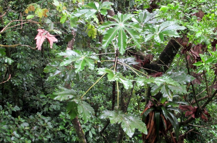 Embaúba trata problemas respiratórios: veja os benefícios da planta