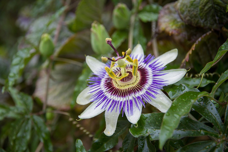 Flor da paixão ajuda a ganhar massa muscular: veja 15 benefícios da planta