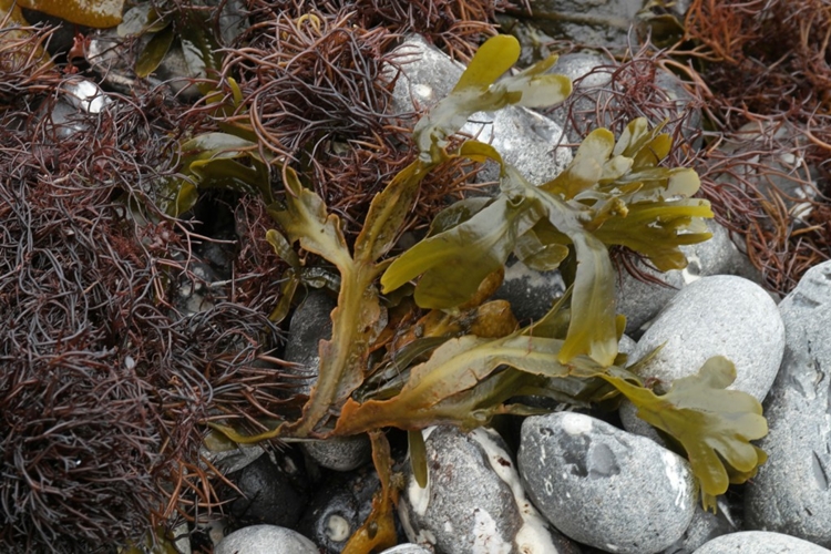 Fucus vesiculosus ajuda a perder peso: veja os benefícios da planta