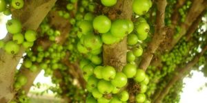 beneficios da jabuticaba branca