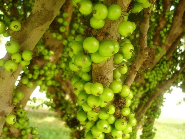 beneficios da jabuticaba branca