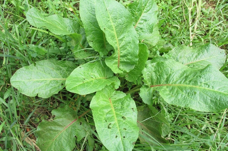 Língua de vaca combate dores musculares: veja os benefícios da planta