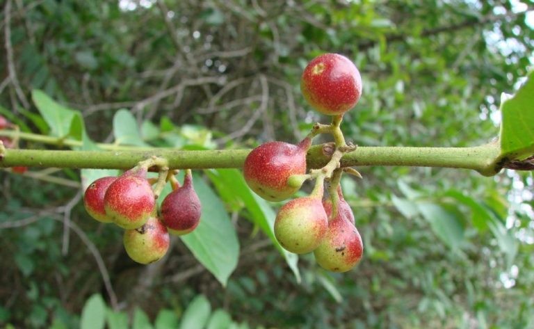 Marmelada Brava ajuda na perda de peso: veja 13 benefícios do fruto