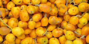 beneficios da marula