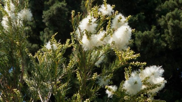 melaleuca