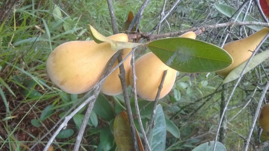 Pera do campo ajuda a regular o intestino, alivia alergias: veja 8 benefícios da fruta