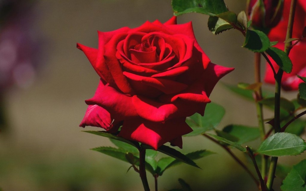 Rosa vermelha melhora a digestão: veja os benefícios da planta