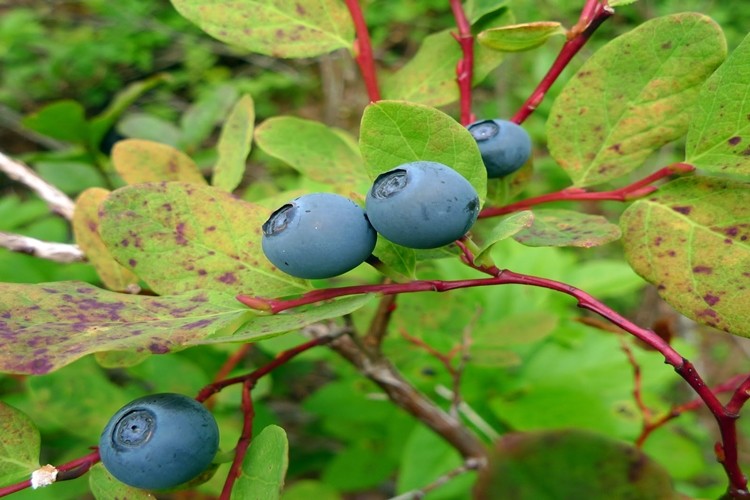 beneficios-da-salal