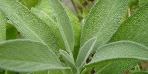 beneficios da salvia