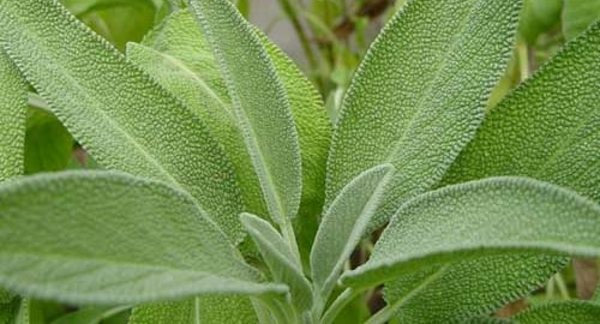 beneficios da salvia