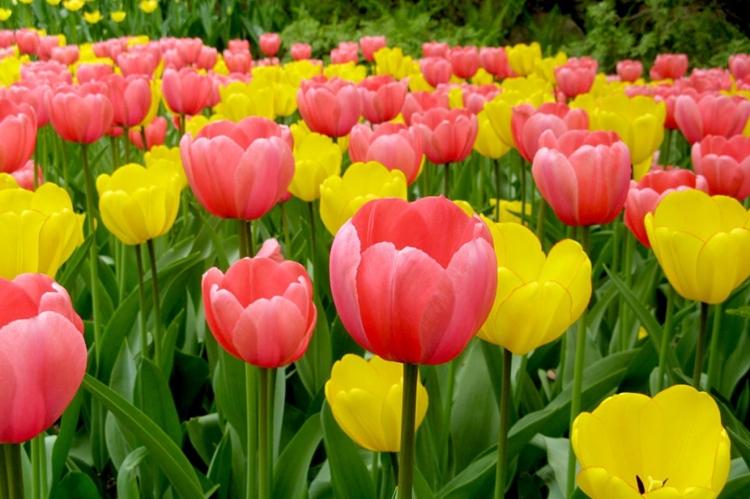 Tulipa Alivia a Dor de Ouvido: veja 13 benefícios da planta