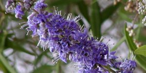 vitex