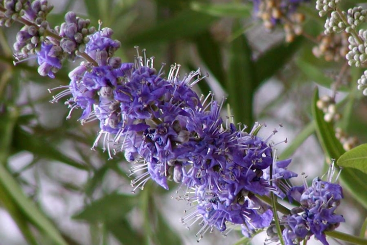 vitex