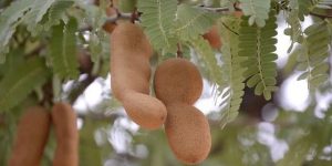 beneficios das folhas de tamarindo