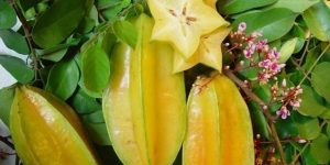 beneficios das sementes de carambola