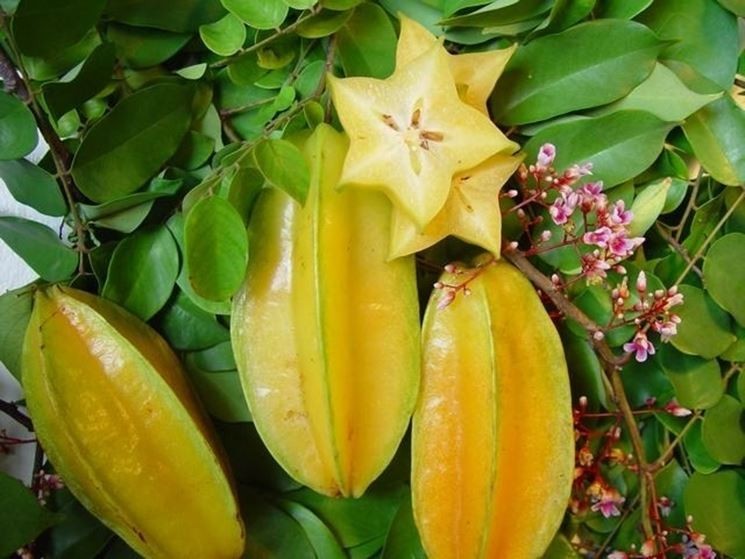 beneficios das sementes de carambola